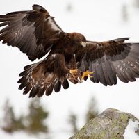 Fearsome raptor