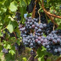 grapes