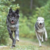 gray wolves