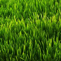 Grass