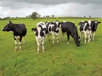 Cows