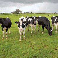 Cows