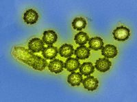 Influenza virus particles