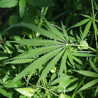 hemp