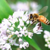 honeybee