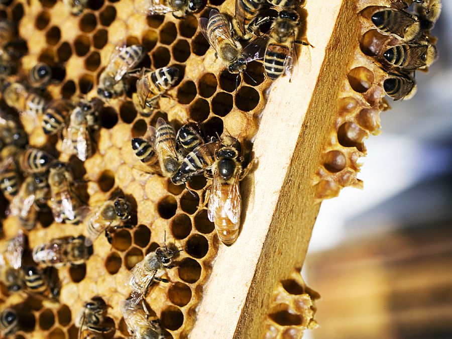 Western honeybee castes