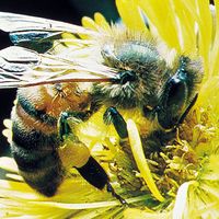 honeybee