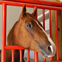 horse