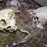 Human skull