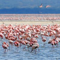 flamingo