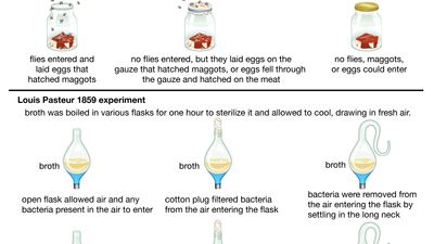 experiments disproving spontaneous generation