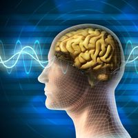 brain