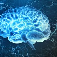 Brain activity