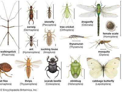 insect diversity