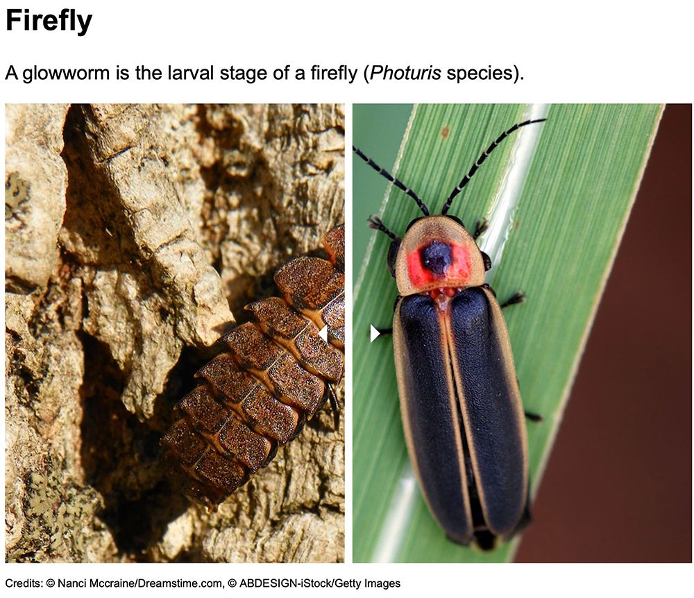 Firefly larva and adult