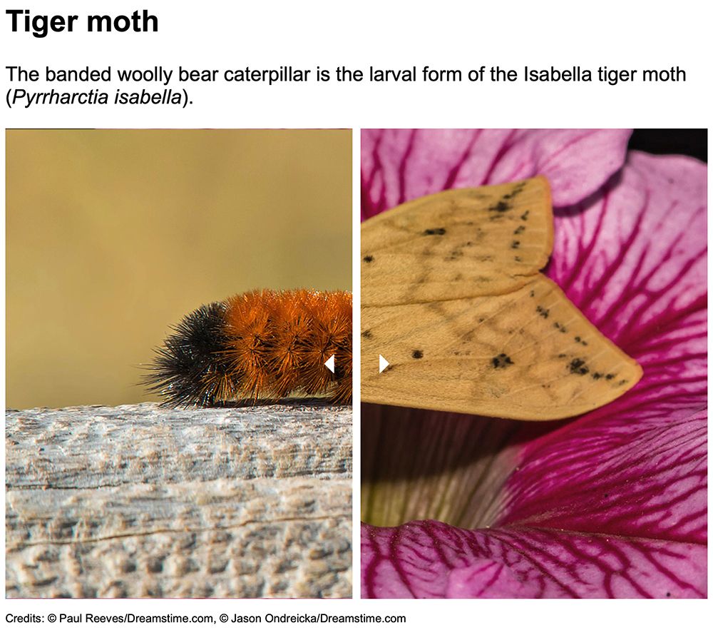 Woolly bear and tiger moth