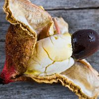 ackee