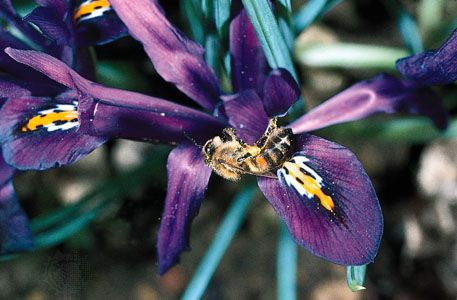 Prolific pollinators