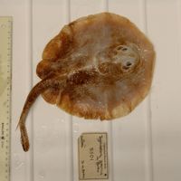 Java stingaree