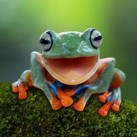 Tree frog