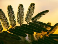 Silhouetted leaves