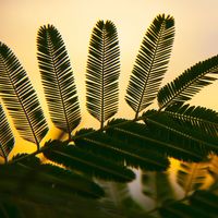 Silhouetted leaves