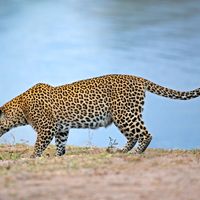 Leopard