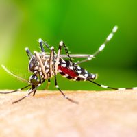 Mosquito