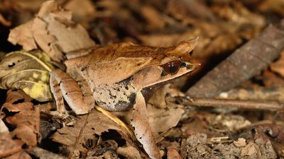 leaf frog
