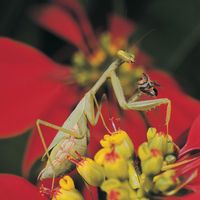 mantid