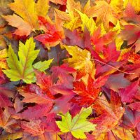 Autumn leaves