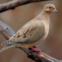pigeon and dove