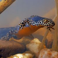 newt