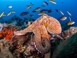octopus