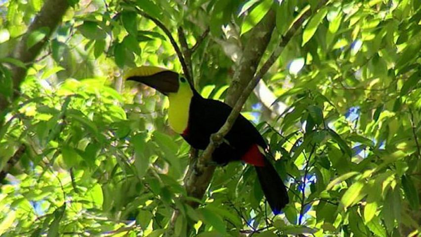 Exploring the biodiversity of Corcovado National Park