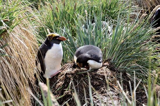 Macaroni penguins