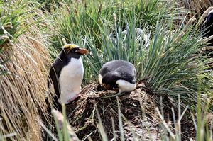 Macaroni penguins