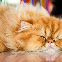 Persian cat