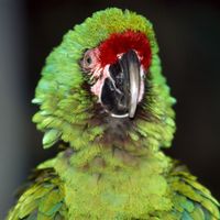 Macaw