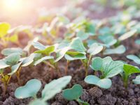 Plant seedlings