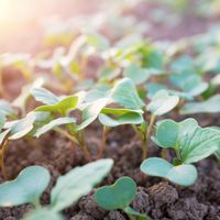 Plant seedlings