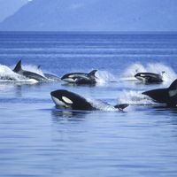 Killer whales