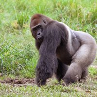 Gorilla gorilla gorilla