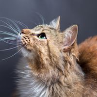 Cat whiskers