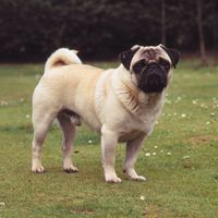 Pug.