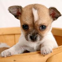Puppy