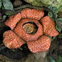 Rafflesia flower