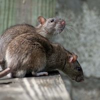 rats