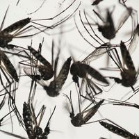 Mosquitoes
