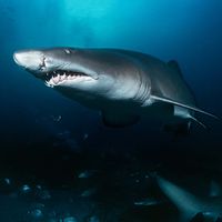 Sand tiger shark (Carcharias taurus)